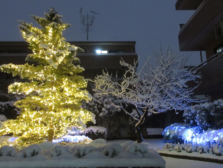 杉並の「もみの樹」に2022年初雪！